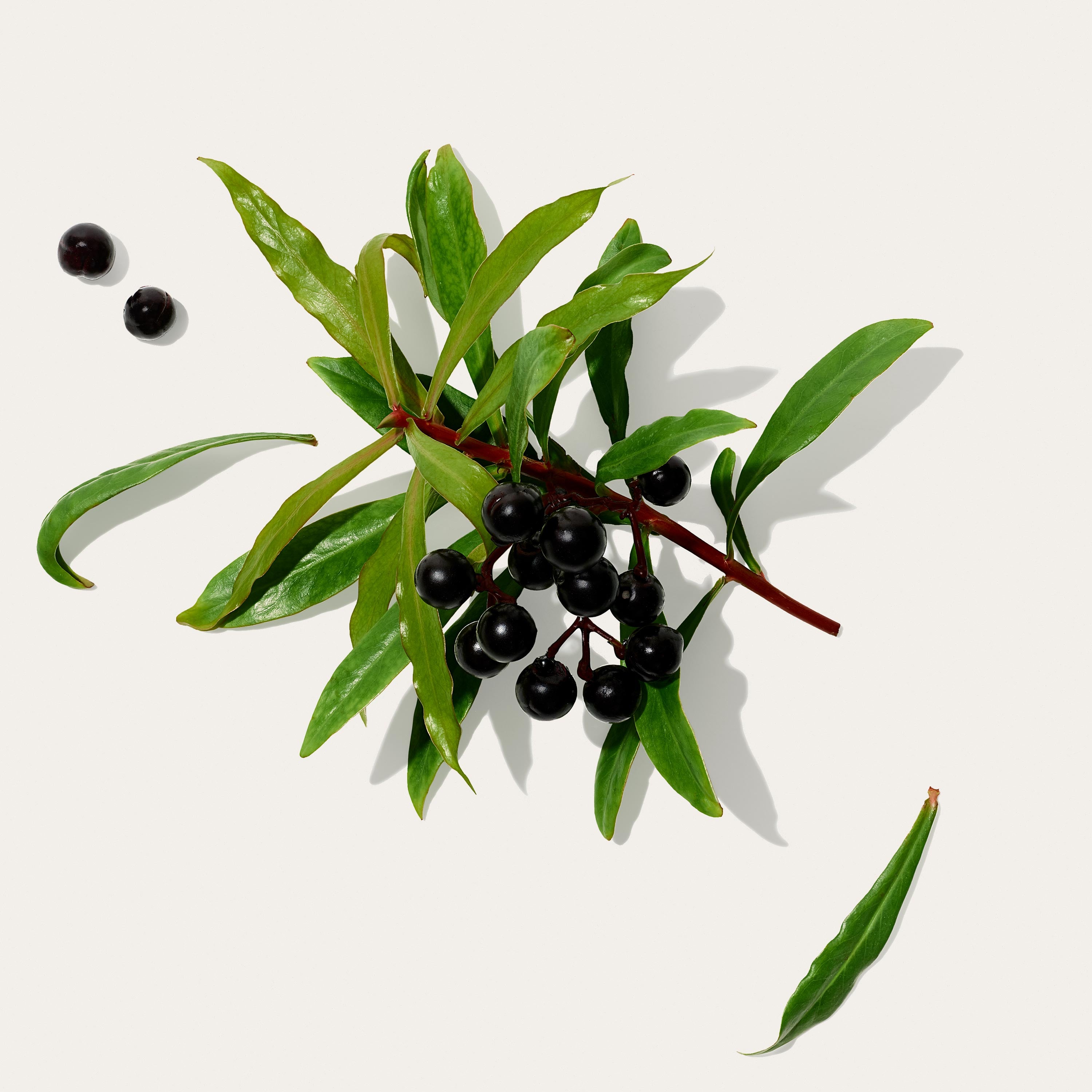 tasmanian pepperberry